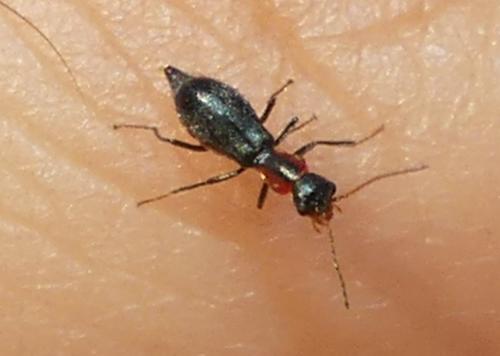 Cyrtosus cyanipennis